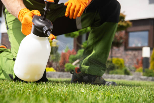 Best Wasp Removal Services  in Dunstan, ME