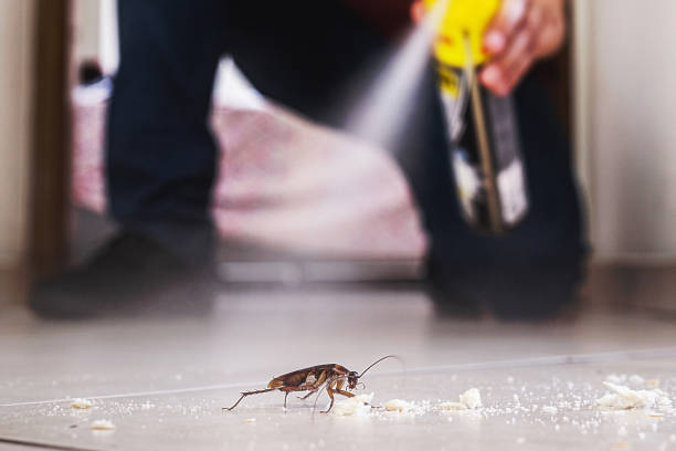 Best Bed Bug Extermination  in Dunstan, ME